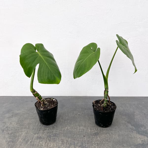 観葉植物 モンステラ 実生根上がり仕立て 3号ポットの詳細画像5