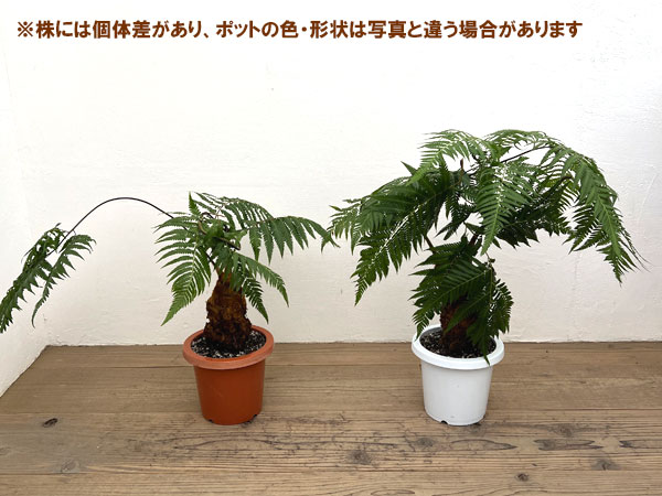 キンモウコウのおすすめ人気商品一覧 通販 - Yahoo!ショッピング