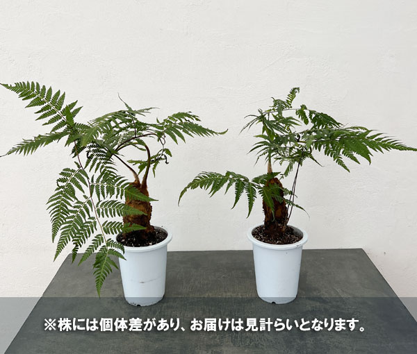 【タイムセール】キンモウコウ / 沖縄山採り 金毛狗 希少 キンモウコウのおすすめ人気商品一覧 通販 - Yahoo!ショッピング