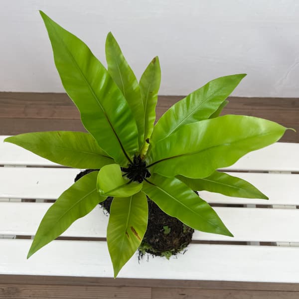 オオタニワタリ（観葉植物） | 花、ガーデニング の商品一覧 通販