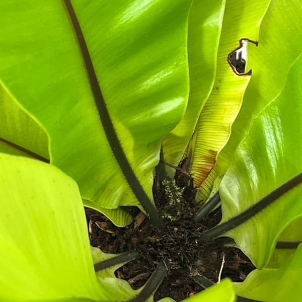 オオタニワタリ（観葉植物） | 花、ガーデニング の商品一覧 通販