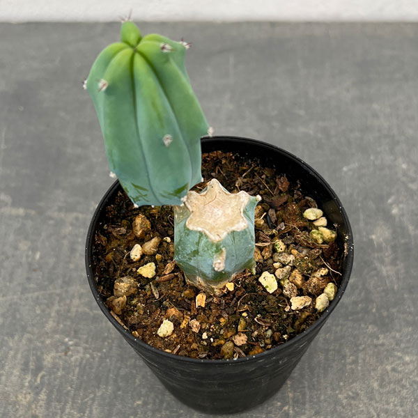 観葉植物 サボテン ミルティロカクタス 竜神木（りゅうじんぼく