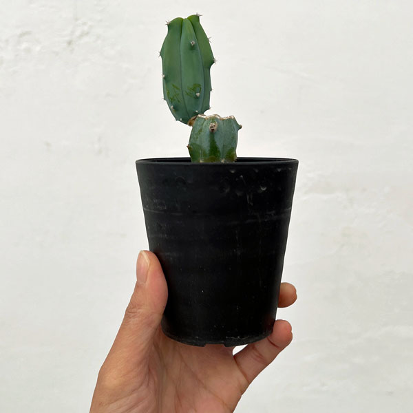 観葉植物 サボテン ミルティロカクタス 竜神木（りゅうじんぼく