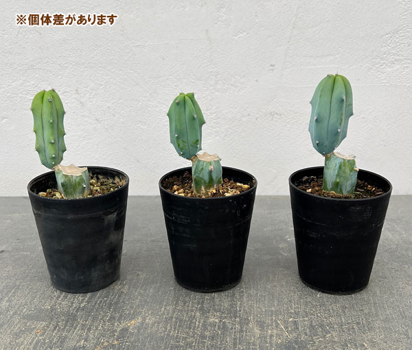 竜神木のおすすめ人気商品一覧 通販 - Yahoo!ショッピング