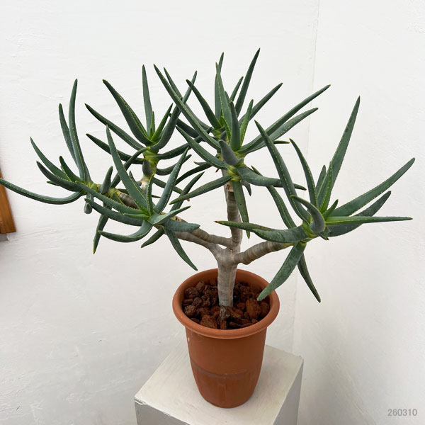 アロエ 鉢植えの商品一覧 通販 - Yahoo!ショッピング