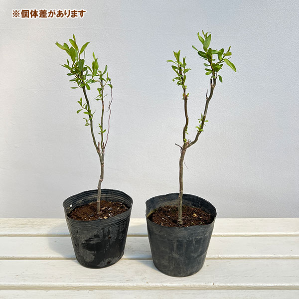雲竜梅（花、ガーデニング）のおすすめ人気商品一覧 通販 - Yahoo