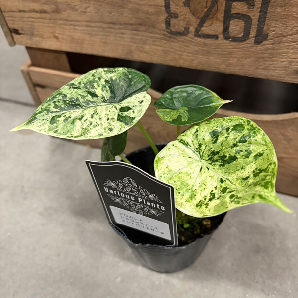 観葉植物 アロカシア ドラゴンスケールミント 3号ポット* : 園芸ネット