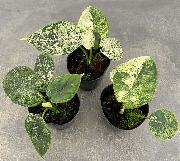 観葉植物 アロカシア ドラゴンスケールミント 3号ポット* : 園芸ネット