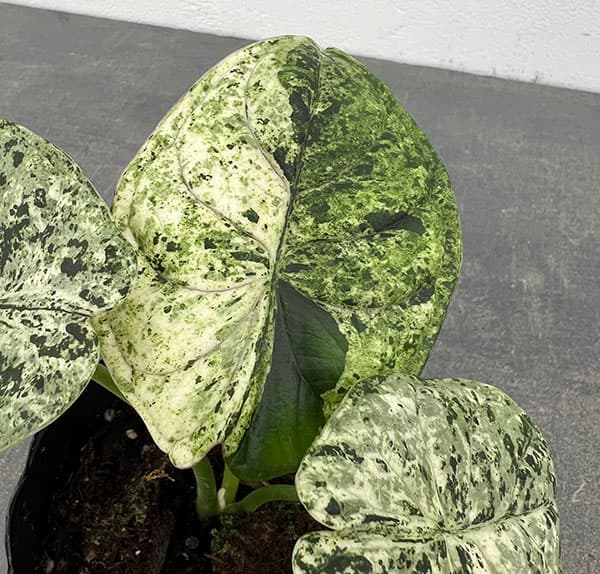 観葉植物 アロカシア ドラゴンスケールミント 3号ポット* : 園芸ネット