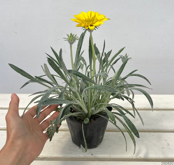 シルバーリーフガザニア（花の苗）｜苗 | 花、ガーデニング の商品一覧