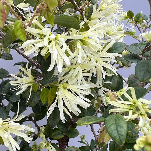 花木 庭木の苗 トキワマンサク コンパクタ6号ポット : 園芸ネット