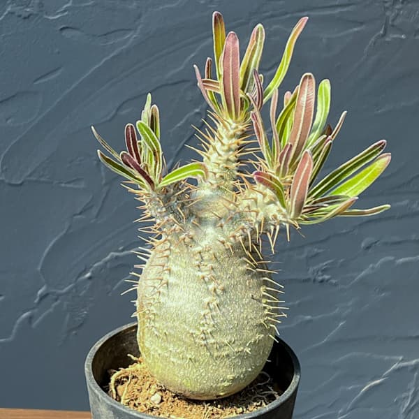 観葉植物 パキポディウム グラキリス(国内実生...の詳細画像1