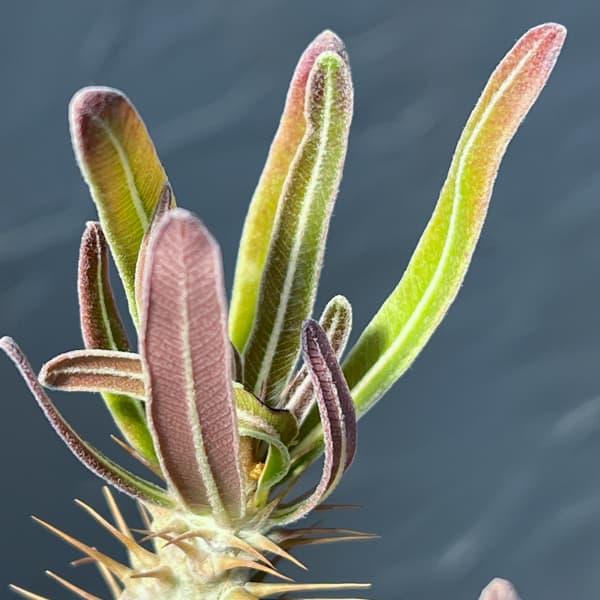 観葉植物 パキポディウム グラキリス(国内実生...の詳細画像5