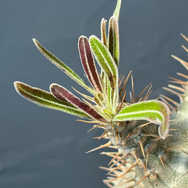 観葉植物 パキポディウム グラキリス(国内実生...の詳細画像2