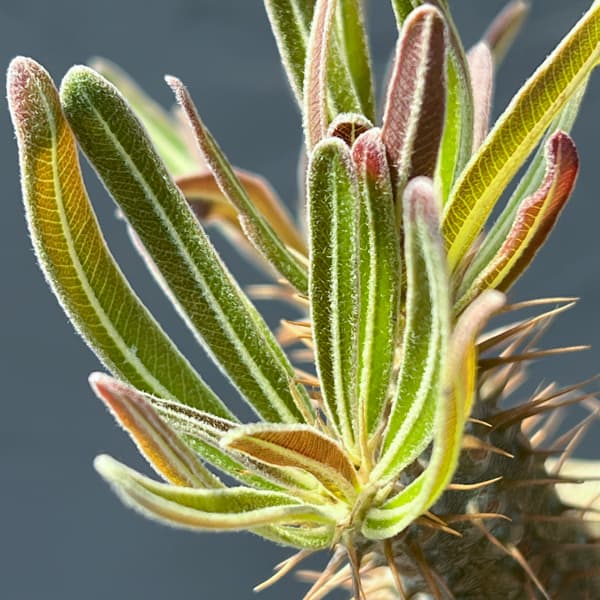 観葉植物 パキポディウム グラキリス(国内実生...の詳細画像3