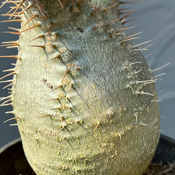 観葉植物 パキポディウム グラキリス(国内実生...の詳細画像4