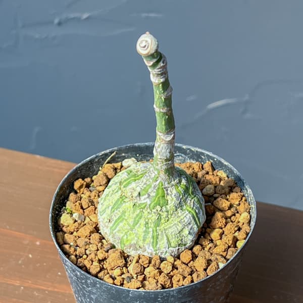 ボンバックス（観葉植物） | 花、ガーデニング のおすすめ人気商品一覧