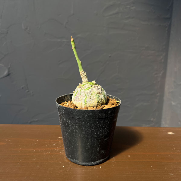 ボンバックス 植物のおすすめ人気商品一覧 通販 - Yahoo!ショッピング