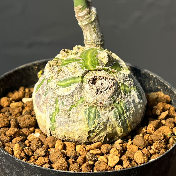 ボンバックス 植物の商品一覧 通販 - Yahoo!ショッピング