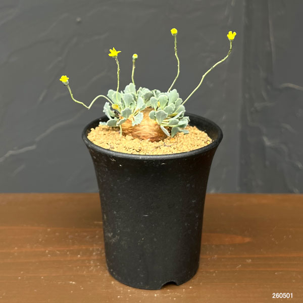 オトンナのおすすめ人気商品一覧 通販 - Yahoo!ショッピング