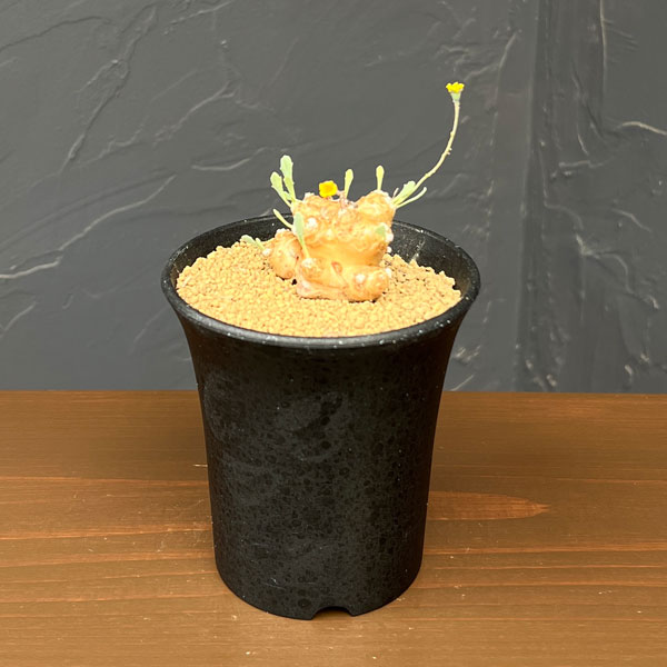 オトンナの商品一覧 通販 - Yahoo!ショッピング