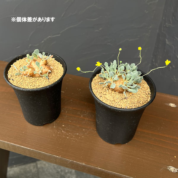 オトンナのおすすめ人気商品一覧 通販 - Yahoo!ショッピング