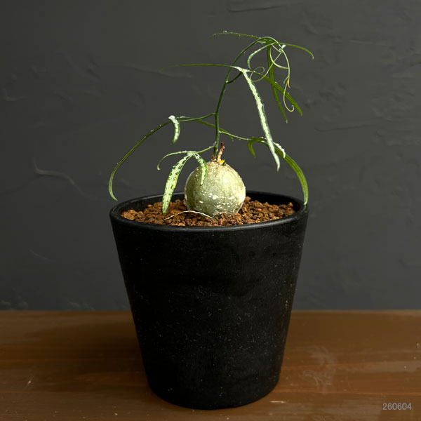 観葉植物 サマーセール アデニア キルキー 3.5号の詳細画像3