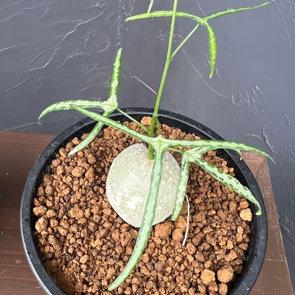 観葉植物 サマーセール アデニア キルキー 3.5号の詳細画像1