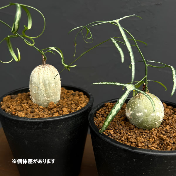 観葉植物 サマーセール アデニア キルキー 3.5号の詳細画像2
