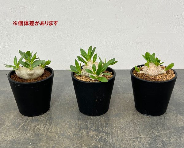 【お得セット】パキポディウム　10種類セット パキポディウム グラキリスのおすすめ人気商品一覧 通販 - Yahoo