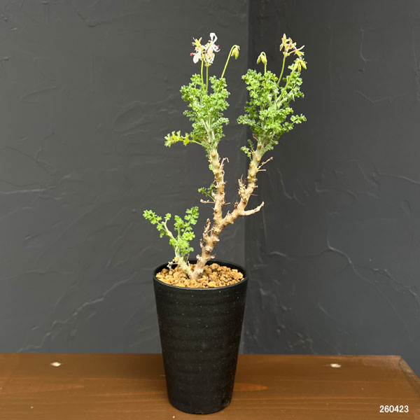 観葉植物 ペラルゴニウム アルテルナンス 3.5号鉢植え : 園芸ネット