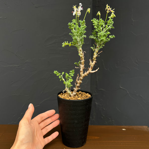 観葉植物 ペラルゴニウム アルテルナンス 3.5号鉢植え : 園芸ネット