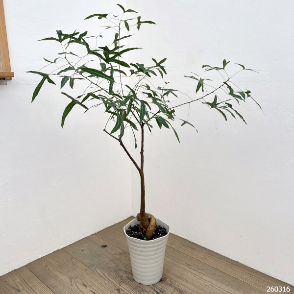 ボトルツリー ブラキキトン（観葉植物） | 花、ガーデニング の商品