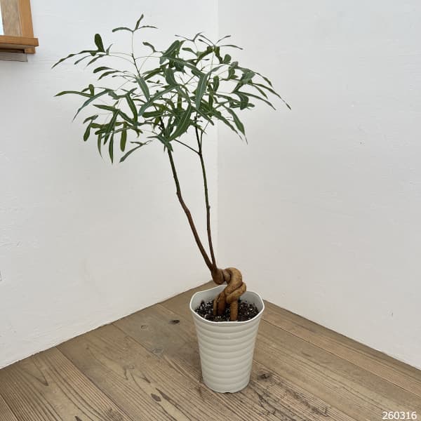観葉植物 ブラキキトン（ボトルツリー） ポプルネウス 7号26-06 : 園芸