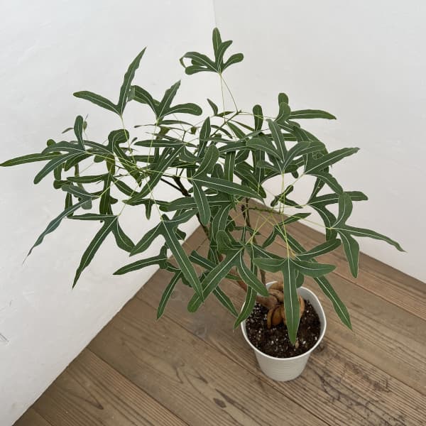 観葉植物 ブラキキトン（ボトルツリー） ポプルネウス 7号26-06 : 園芸