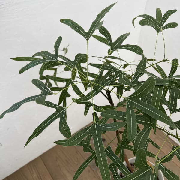 観葉植物 ブラキキトン(ボトルツリー) ポプル...の詳細画像3