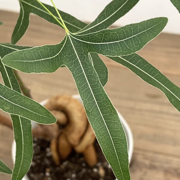 観葉植物 ブラキキトン(ボトルツリー) ポプル...の詳細画像4