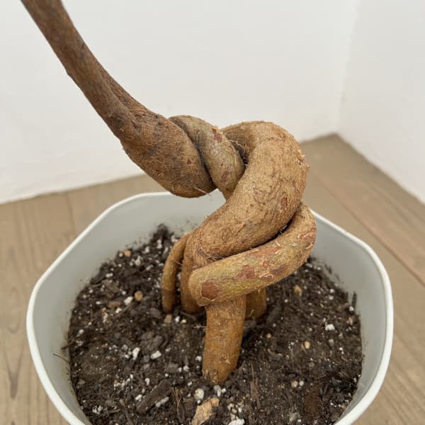 観葉植物 ブラキキトン(ボトルツリー) ポプル...の詳細画像5