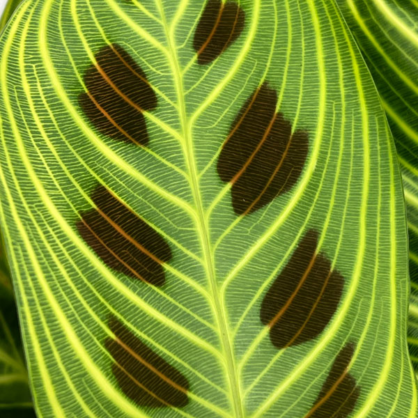 観葉植物 マランタのおすすめ人気商品一覧 通販 - Yahoo!ショッピング