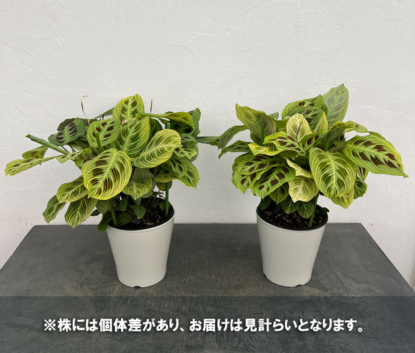 観葉植物 マランタのおすすめ人気商品一覧 通販 - Yahoo!ショッピング