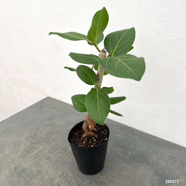 インドボダイジュ（観葉植物） | 花、ガーデニング のおすすめ人気商品