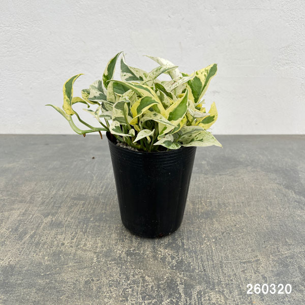観葉植物 ポトス エクセレント 3.5号ポットの詳細画像1