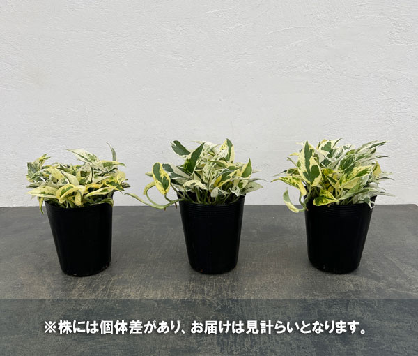 ポトスのおすすめ人気商品一覧 通販 - Yahoo!ショッピング