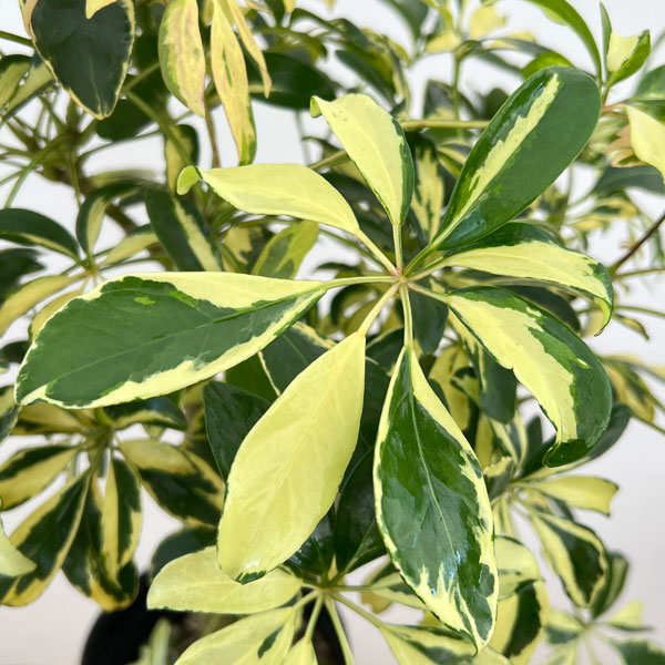 ホンコンカポックハッピーイエロー（観葉植物） | 花、ガーデニング の