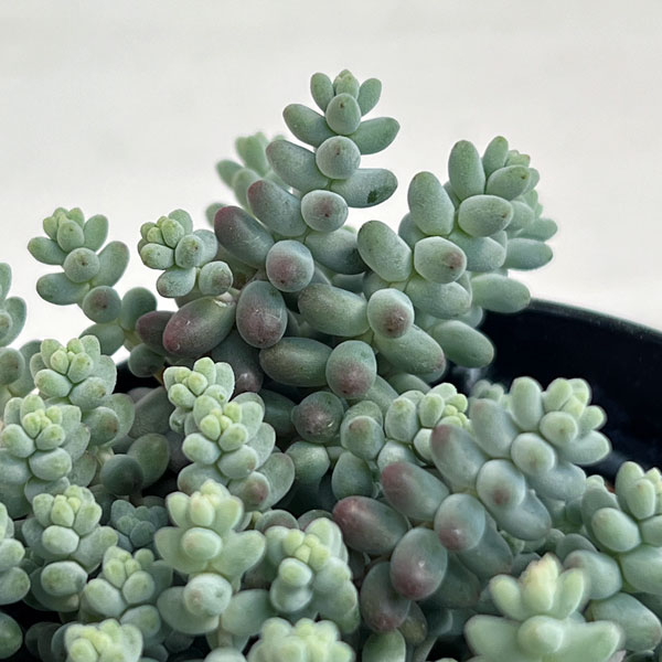 多肉植物 セダム ビアホップ（花、ガーデニング）の商品一覧 通販