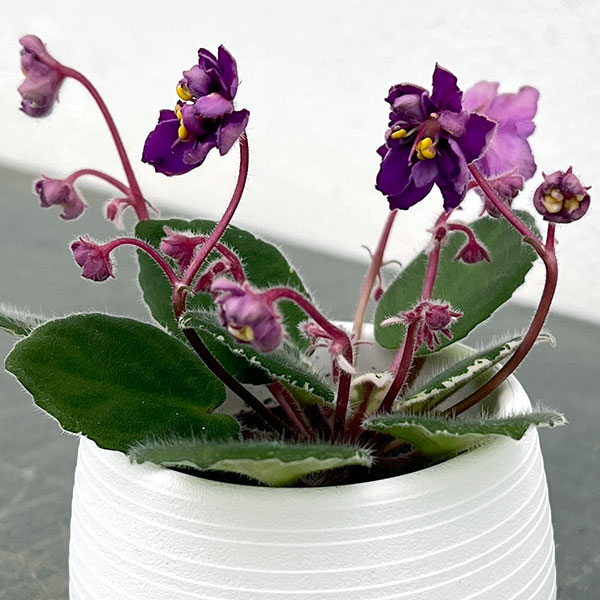 ミニセントポーリア OG No.1 2.5号鉢植えの詳細画像2