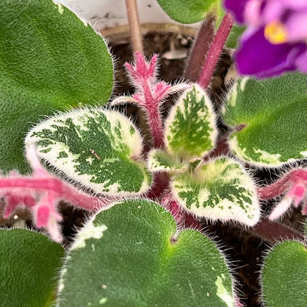 ミニセントポーリア OG No.1 2.5号鉢植えの詳細画像4