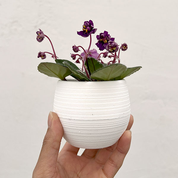 ミニセントポーリア OG No.1 2.5号鉢植えの詳細画像5