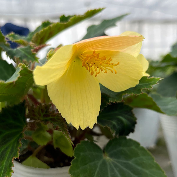 草花の苗 ベゴニア ポッピングスター イエロー...の詳細画像4