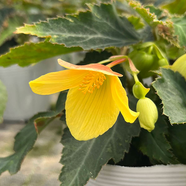 草花の苗 ベゴニア ポッピングスター イエロー...の詳細画像5